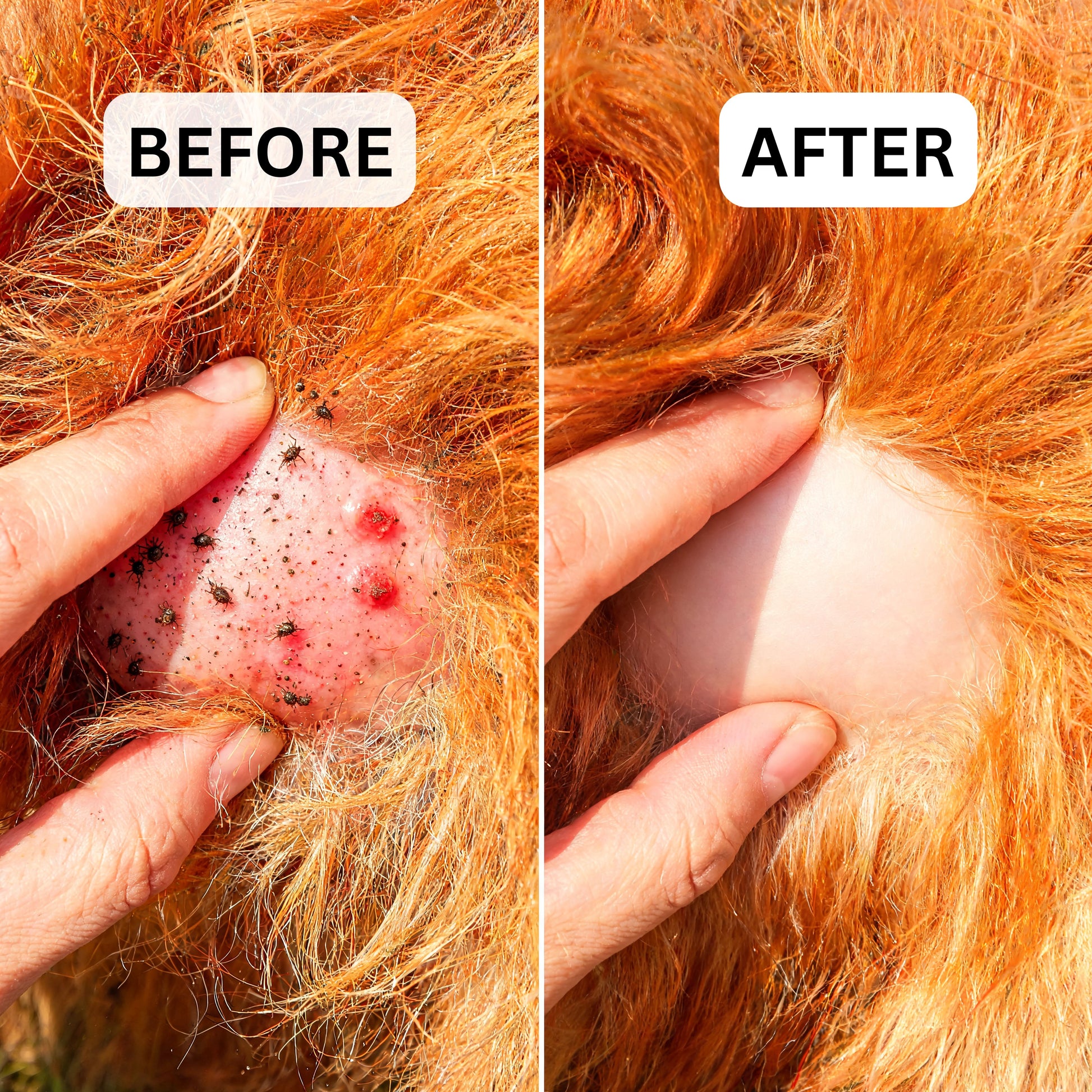 A side-by-side before and after comparison showing a close-up of an animal's skin and fur. The left panel labeled 'BEFORE' shows red, irritated skin with dark debris under fur, while the right panel labeled 'AFTER' shows smooth, healed skin with cleaner fur.